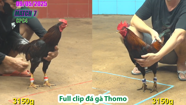 CPC4-TRẬN 7 | đá gà Thomo | 09/05/2025