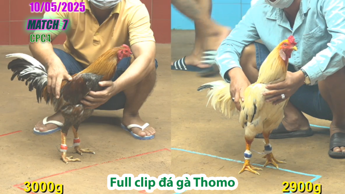 CPC4-TRẬN 7 | đá gà Thomo | 10/05/2025