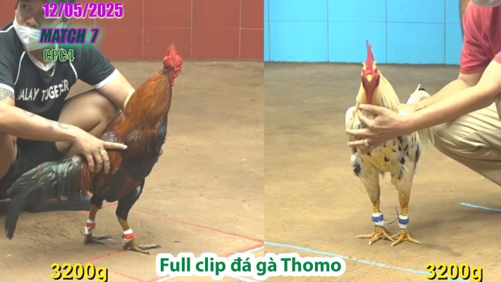CPC4-TRẬN 7 | đá gà Thomo | 12/05/2025