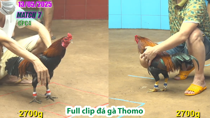CPC4-TRẬN 7 | đá gà Thomo | 13/05/2025
