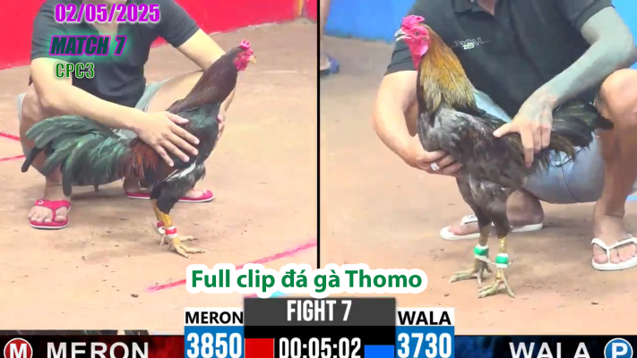 CPC3-TRẬN 7 | đá gà Thomo | 02/05/2025