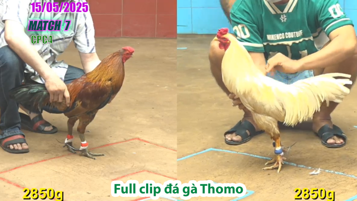 CPC4-TRẬN 7 | đá gà Thomo | 15/05/2025