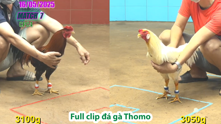 CPC4-TRẬN 7 | đá gà Thomo | 16/05/2025