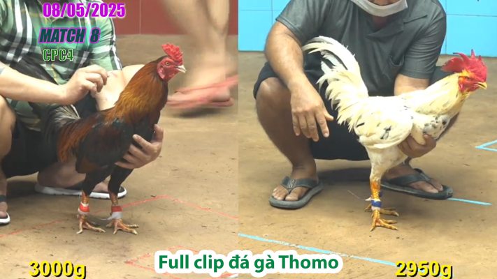 CPC4-TRẬN 8 | đá gà Thomo | 08/05/2025