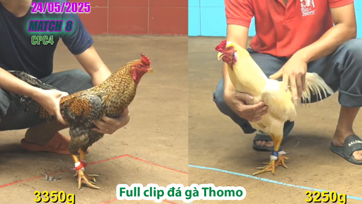 CPC4-TRẬN 8 | đá gà Thomo | 24/05/2025