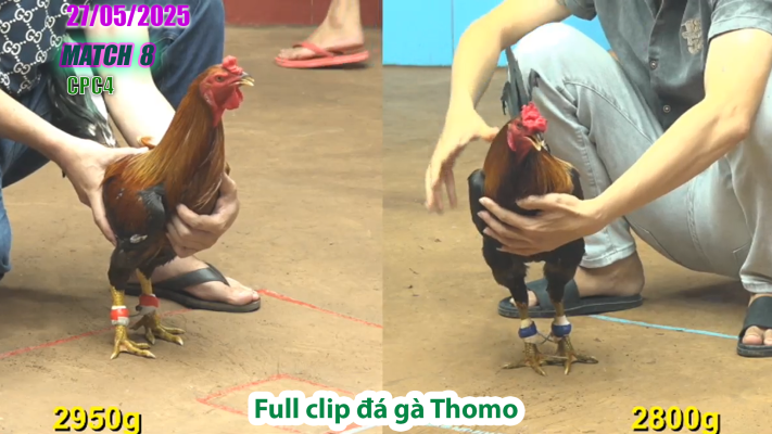 CPC4-TRẬN 8 | đá gà Thomo | 27/05/2025