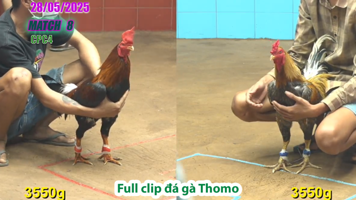 CPC4-TRẬN 8 | đá gà Thomo | 28/05/2025