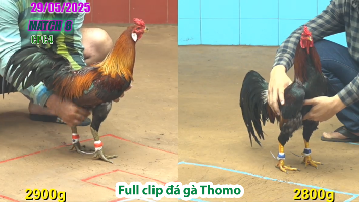 CPC4-TRẬN 8 | đá gà Thomo | 29/05/2025