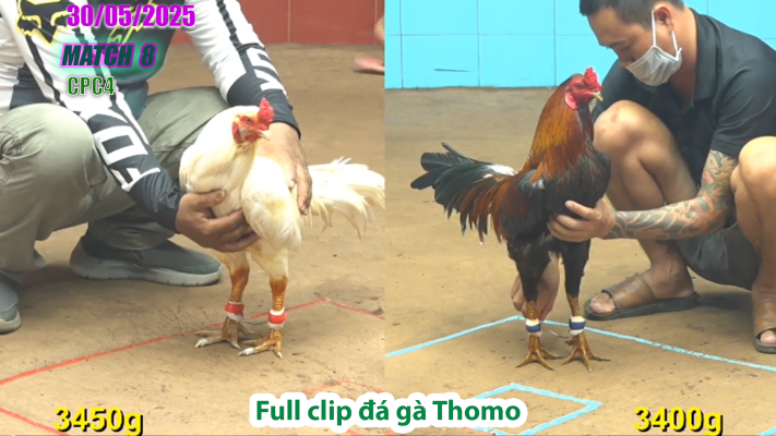CPC4-TRẬN 8 | đá gà Thomo | 30/05/2025