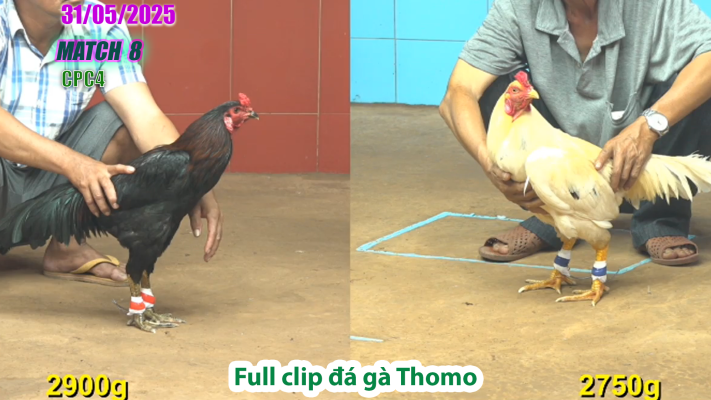 CPC4-TRẬN 8 | đá gà Thomo | 31/05/2025