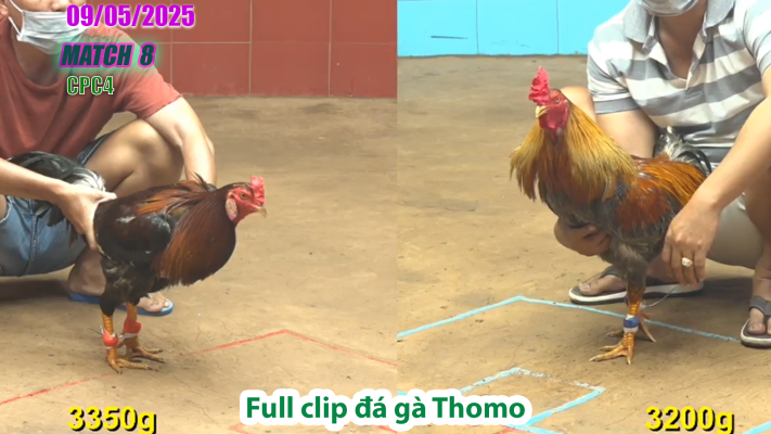 CPC4-TRẬN 8 | đá gà Thomo | 09/05/2025