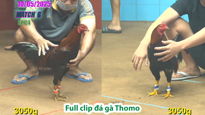 CPC4-TRẬN 8 | đá gà Thomo | 10/05/2025