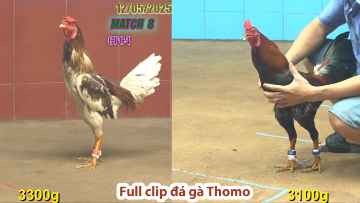 CPC4-TRẬN 8 | đá gà Thomo | 12/05/2025