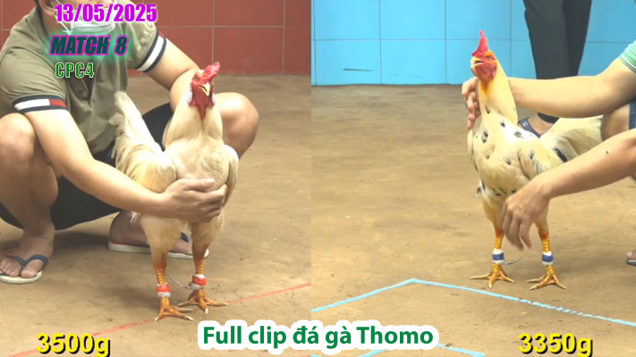 CPC4-TRẬN 8 | đá gà Thomo | 13/05/2025
