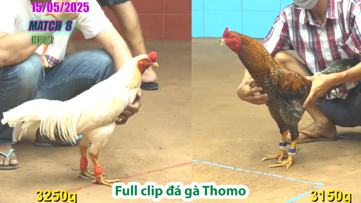 CPC4-TRẬN 8 | đá gà Thomo | 15/05/2025