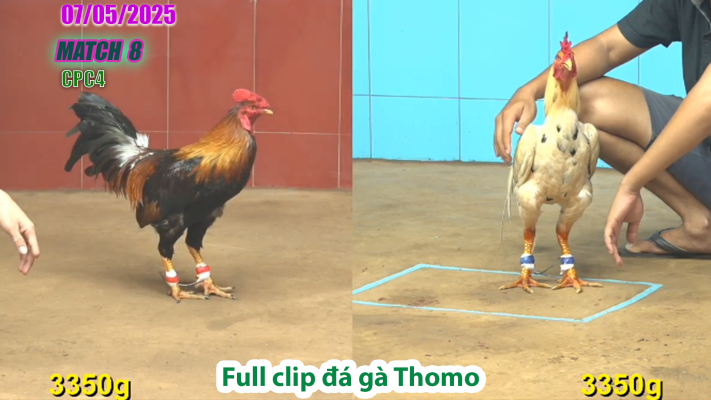 CPC4-TRẬN 8 | đá gà Thomo | 07/05/2025