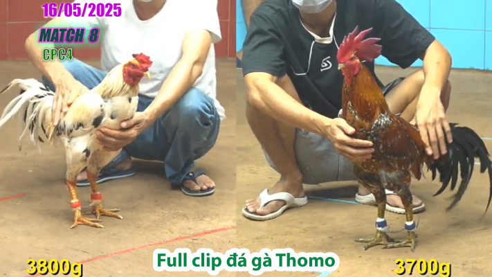CPC4-TRẬN 8 | đá gà Thomo | 16/05/2025