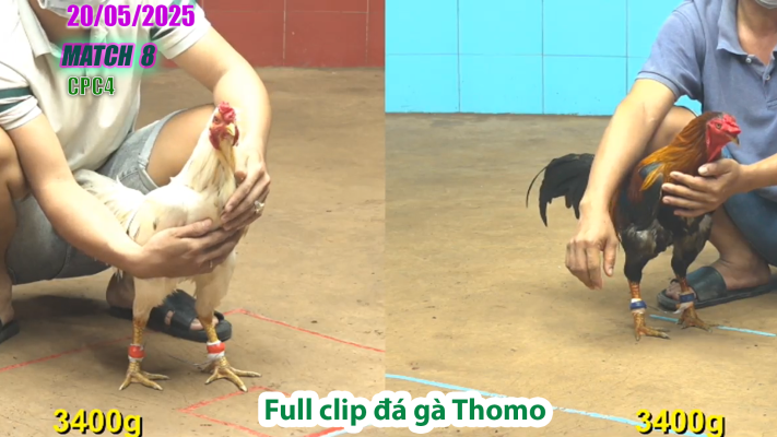 CPC4-TRẬN 1| đá gà Thomo | 20/05/2025