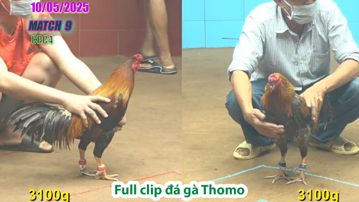 CPC4-TRẬN 9 | đá gà Thomo | 10/05/2025