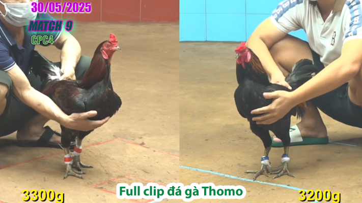 CPC4-TRẬN 9 | đá gà Thomo | 30/05/2025