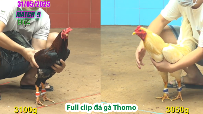 CPC4-TRẬN 9 | đá gà Thomo | 31/05/2025