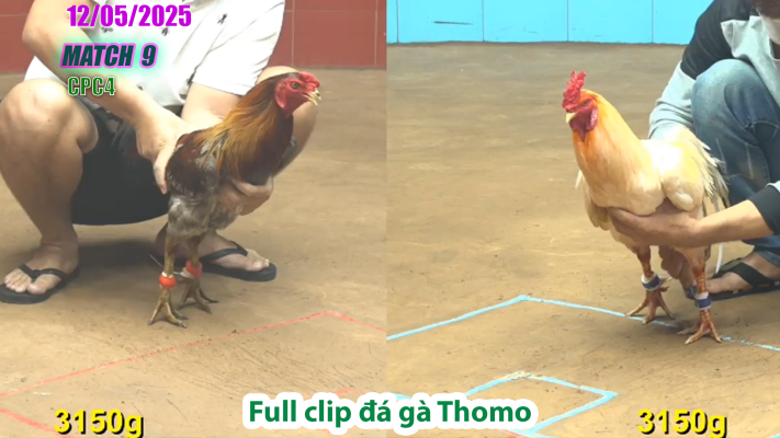 CPC4-TRẬN 9 | đá gà Thomo | 12/05/2025
