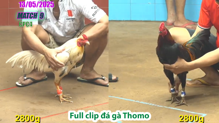 CPC4-TRẬN 9 | đá gà Thomo | 13/05/2025