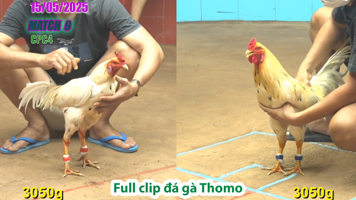 CPC4-TRẬN 9 | đá gà Thomo | 15/05/2025