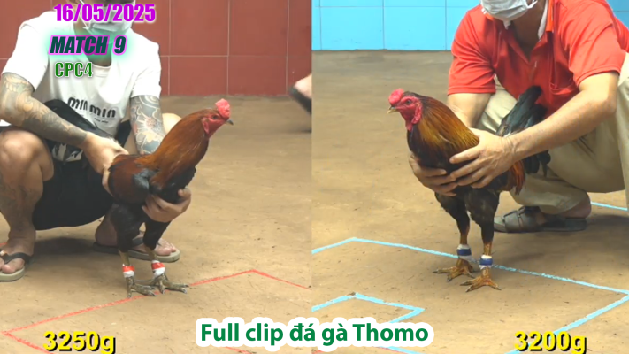 CPC4-TRẬN 9 | đá gà Thomo | 16/05/2025