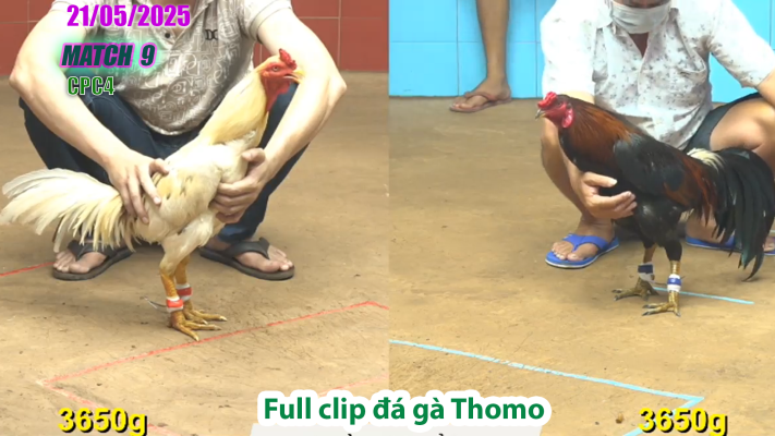 CPC4-TRẬN 9 | đá gà Thomo | 21/05/2025