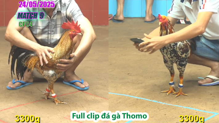 CPC4-TRẬN 9 | đá gà Thomo | 24/05/2025