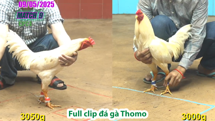 CPC4-TRẬN 9 | đá gà Thomo | 09/05/2025