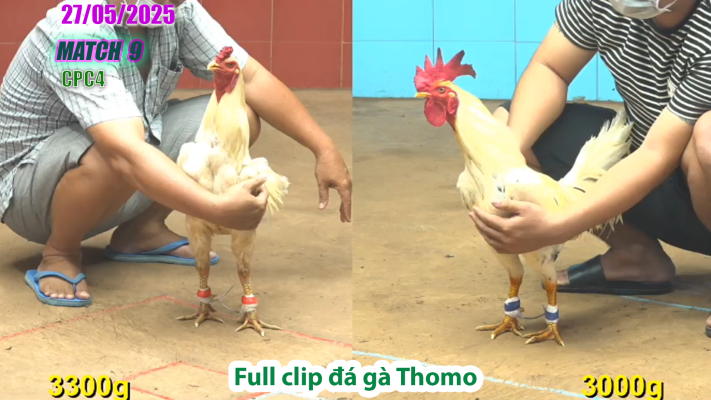 CPC4-TRẬN 9 | đá gà Thomo | 27/05/2025