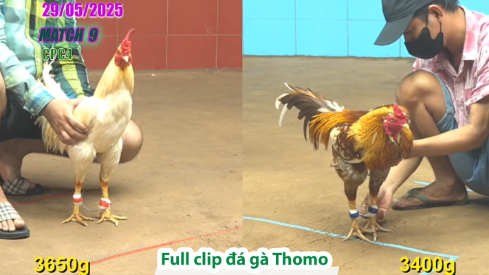 CPC4-TRẬN 9 | đá gà Thomo | 29/05/2025