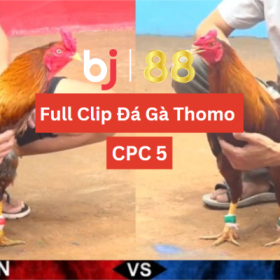 bj88 TRỰC TIẾP ĐÁ GÀ SV388 CPC5