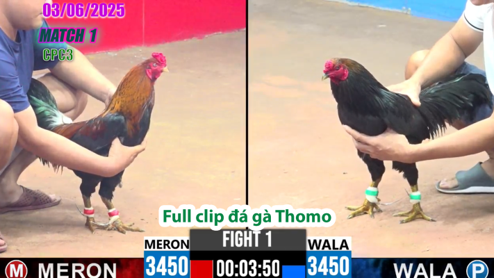 CPC3-TRẬN 1 | đá gà Thomo | 03/06/2025