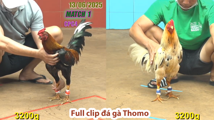 CPC4-TRẬN 1 | đá gà Thomo | 13/06/2025