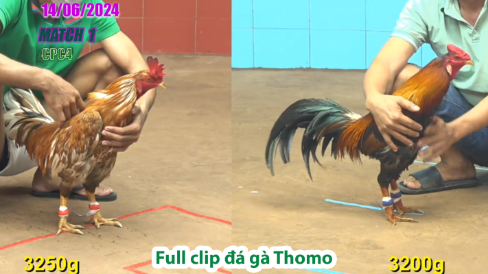 CPC4-TRẬN 1 | đá gà Thomo | 14/06/2025