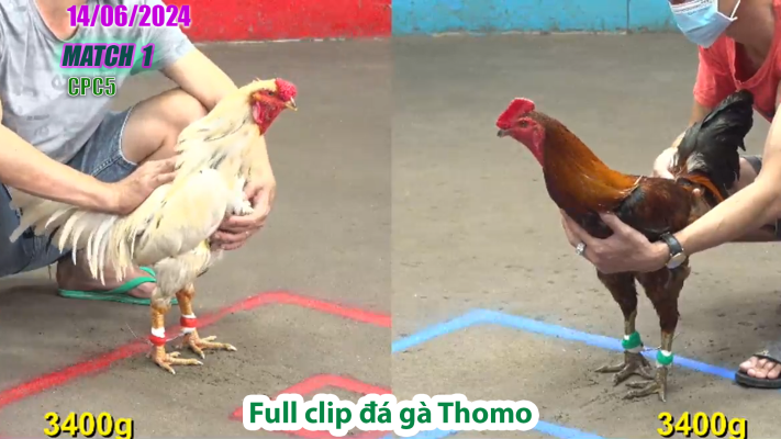 CPC5-TRẬN 1 | đá gà Thomo | 14/06/2025