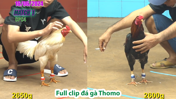 CPC4-TRẬN 1 | đá gà Thomo | 16/06/2025
