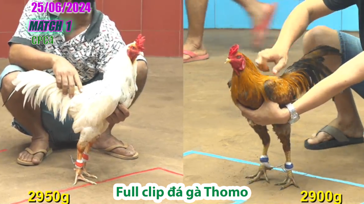 CPC4-TRẬN 1 | đá gà Thomo | 25/06/2025