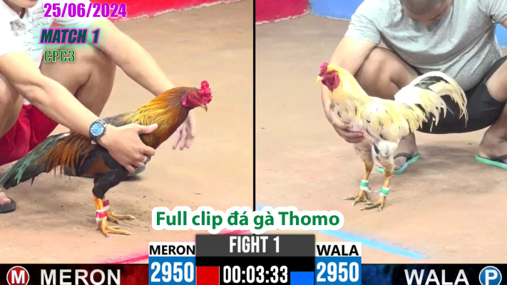 CPC3-TRẬN 1 | đá gà Thomo | 25/06/2025