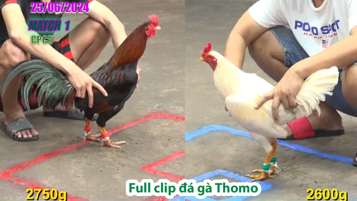 CPC5-TRẬN 1 | đá gà Thomo | 25/06/2025