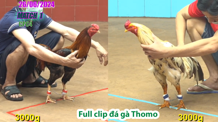 CPC4-TRẬN 1 | đá gà Thomo | 26/06/2025