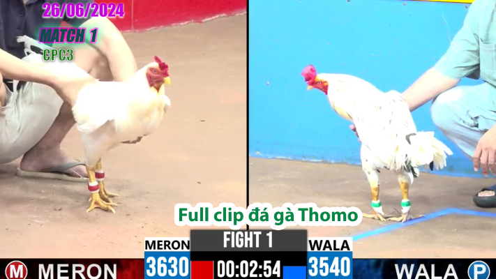 CPC3-TRẬN 1 | đá gà Thomo | 26/06/2025