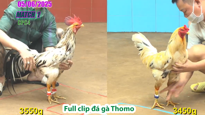 CPC4-TRẬN 1 | đá gà Thomo | 05/06/2025