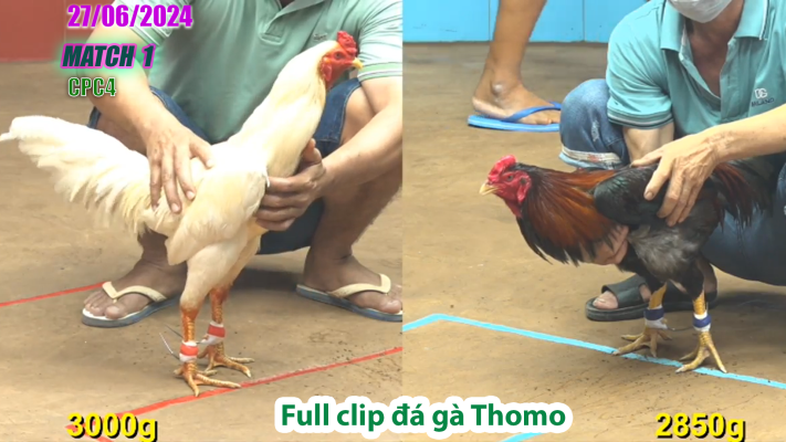 CPC4-TRẬN 1 | đá gà Thomo | 27/06/2025