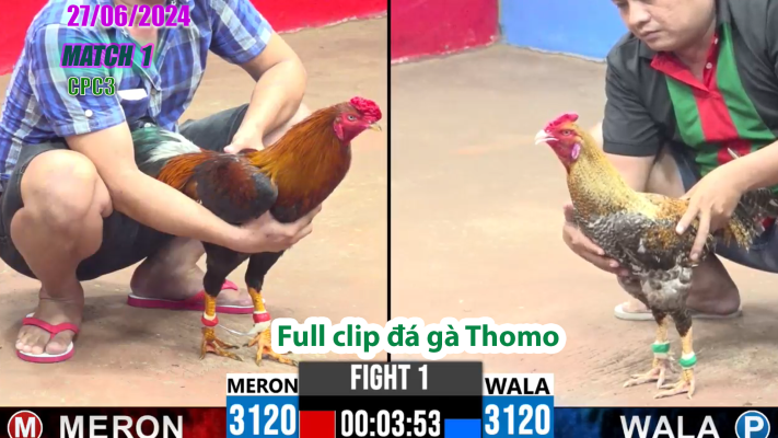 CPC3-TRẬN 1 | đá gà Thomo | 27/06/2025