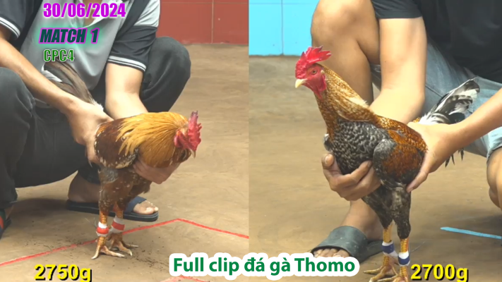 CPC4-TRẬN 1| đá gà Thomo | 30/06/2025