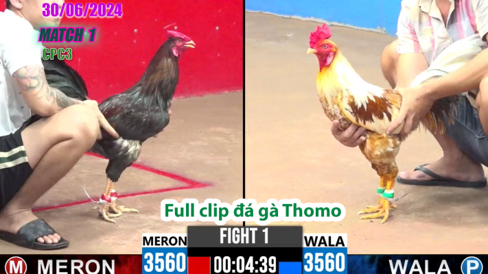 CPC3-TRẬN 1 | đá gà Thomo | 30/06/2025